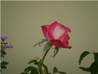 daddf59f-Picture 186.jpg
